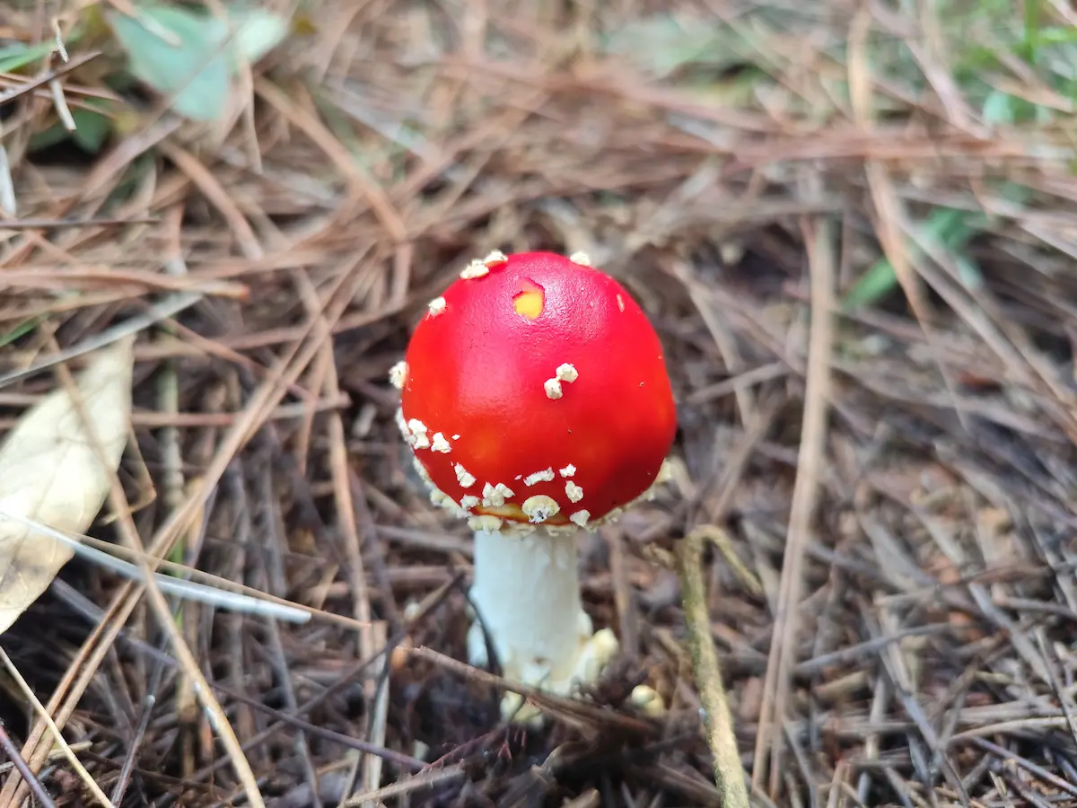 Vista do Glamping Amanita — natureza em Campos do Jordão